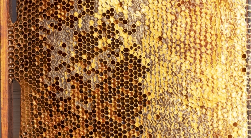 Honey