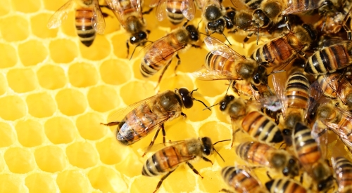 Honey
