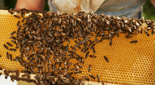 Honey